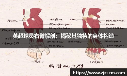 英超球员右臂解剖：揭秘其独特的身体构造